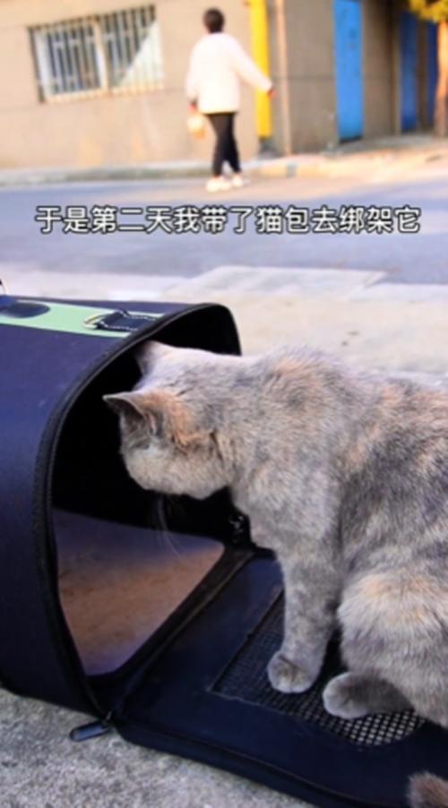 把流浪猫带回家后，以为猫咪生病了，听完检查结果后觉得很心疼-第2张图片-90博客网