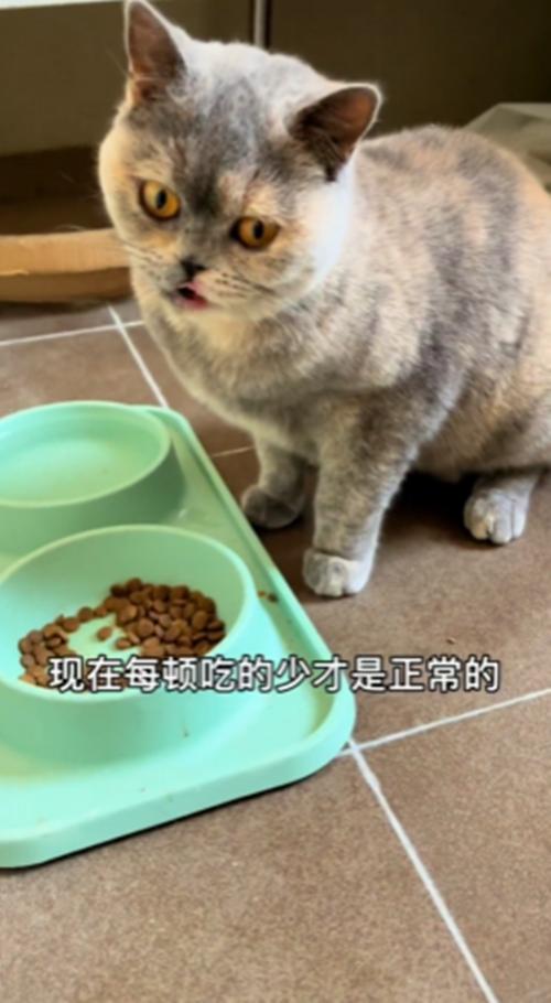 把流浪猫带回家后，以为猫咪生病了，听完检查结果后觉得很心疼-第6张图片-90博客网