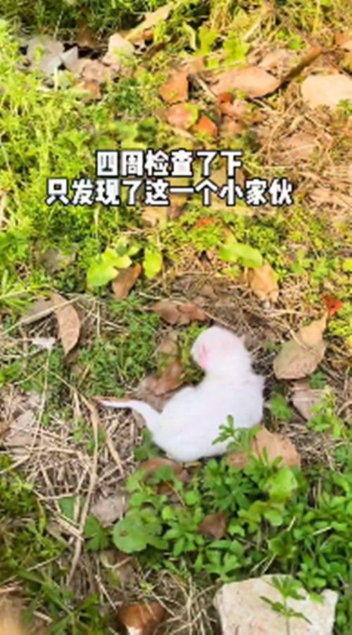 流浪橘猫一直跟在身后,女子不太明白原因,隔天收获了“惊喜”-第4张图片-90博客网 流浪橘猫一直跟在身后,女子不太明白原因,隔天收获了“惊喜”-第4张图片-90博客网