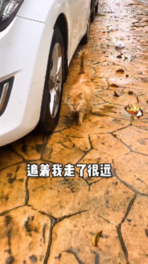 流浪橘猫一直跟在身后,女子不太明白原因,隔天收获了“惊喜”-第3张图片-90博客网 流浪橘猫一直跟在身后,女子不太明白原因,隔天收获了“惊喜”-第3张图片-90博客网