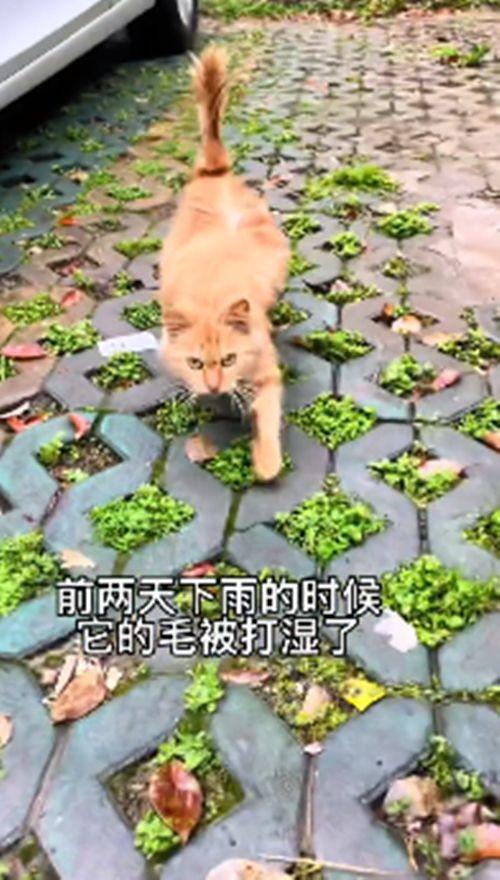 流浪橘猫一直跟在身后,女子不太明白原因,隔天收获了“惊喜”-第2张图片-90博客网 流浪橘猫一直跟在身后,女子不太明白原因,隔天收获了“惊喜”-第2张图片-90博客网