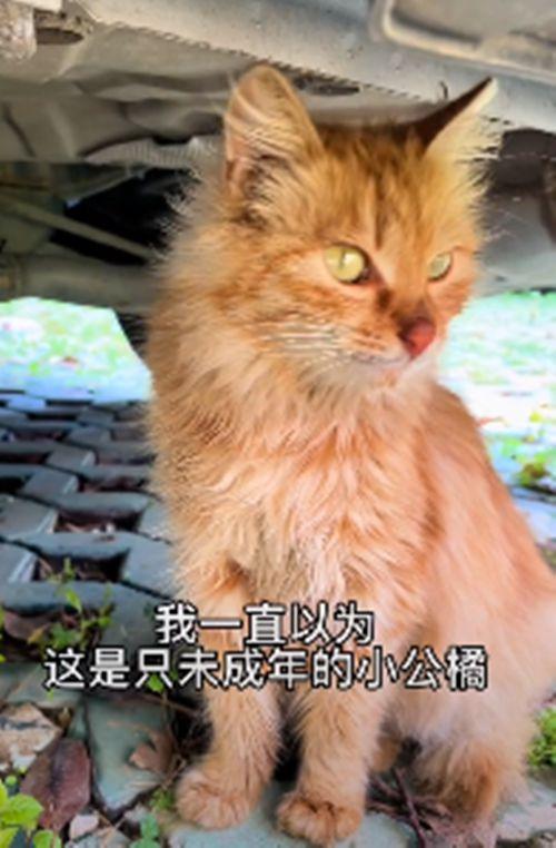 流浪橘猫一直跟在身后,女子不太明白原因,隔天收获了“惊喜”-第1张图片-90博客网 流浪橘猫一直跟在身后,女子不太明白原因,隔天收获了“惊喜”-第1张图片-90博客网