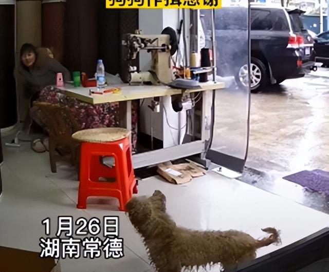 流浪狗被投喂食物后，朝着女子不停地作揖：好心人，谢谢你-第1张图片-90博客网
