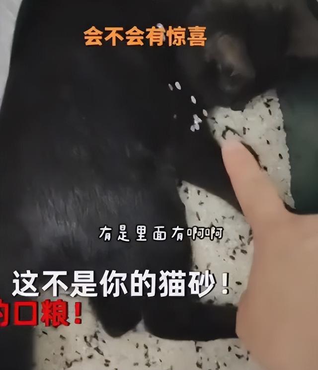 隔离中猫砂快用完了，猫咪扒拉“米罐子”，女子：那是我的口粮啊-第2张图片-90博客网