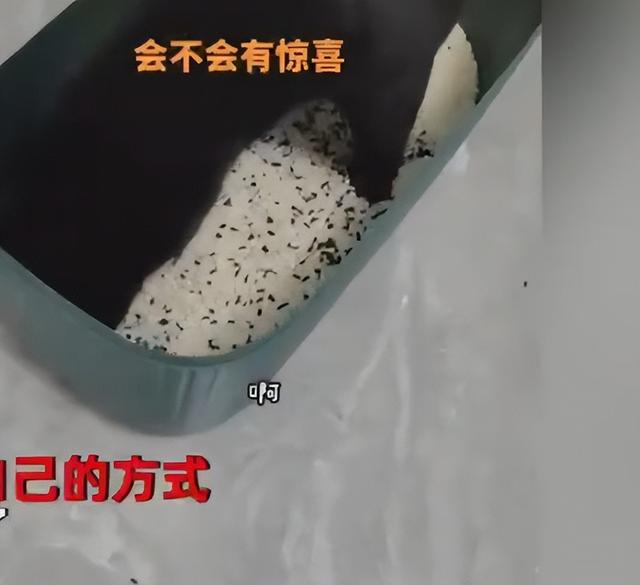 隔离中猫砂快用完了，猫咪扒拉“米罐子”，女子：那是我的口粮啊-第1张图片-90博客网