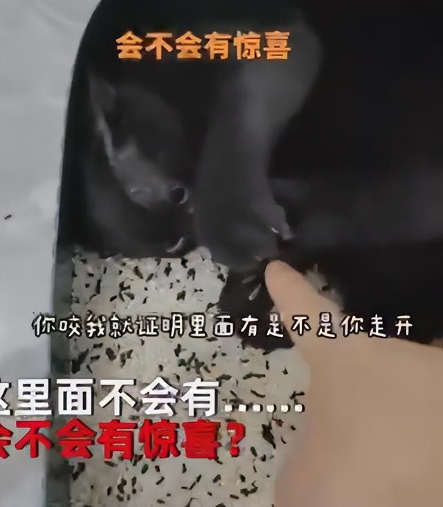 隔离中猫砂快用完了，猫咪扒拉“米罐子”，女子：那是我的口粮啊-第4张图片-90博客网