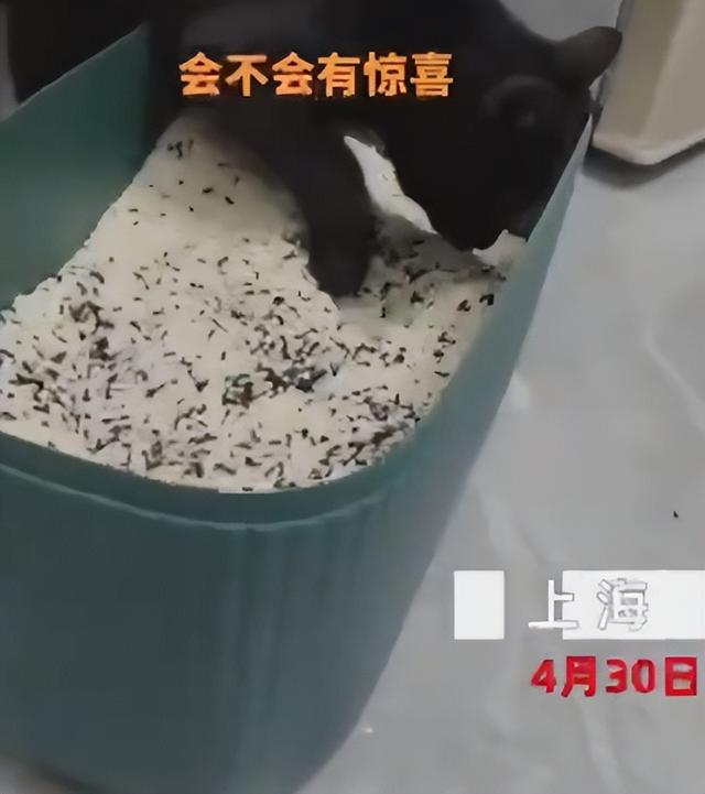 隔离中猫砂快用完了，猫咪扒拉“米罐子”，女子：那是我的口粮啊-第3张图片-90博客网