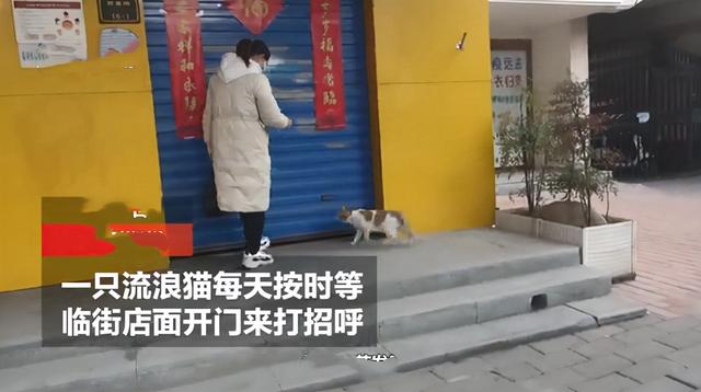流浪猫叼幼崽求店主“收养”，每天过来看望，感动了半条街的市民-第1张图片-90博客网