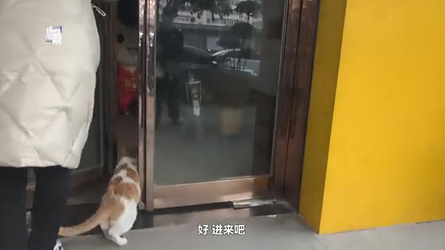 流浪猫叼幼崽求店主“收养”，每天过来看望，感动了半条街的市民-第2张图片-90博客网