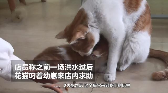 流浪猫叼幼崽求店主“收养”，每天过来看望，感动了半条街的市民-第5张图片-90博客网