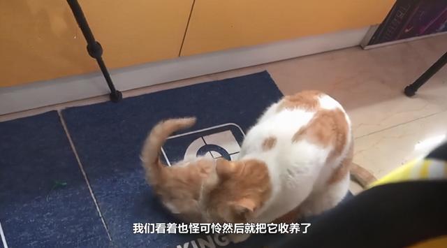 流浪猫叼幼崽求店主“收养”，每天过来看望，感动了半条街的市民-第4张图片-90博客网