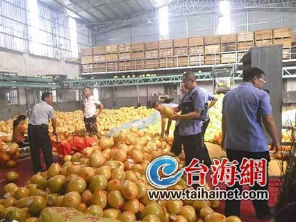 今年平和蜜柚成熟期迟一周 国庆期间口感最佳-第1张图片-90博客网 今年平和蜜柚成熟期迟一周 国庆期间口感最佳-第1张图片-90博客网