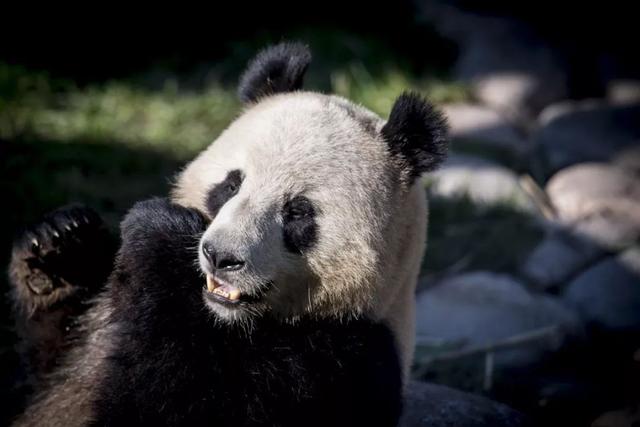 我柠檬了！这两只熊猫在丹麦被宠上天！-第6张图片-90博客网