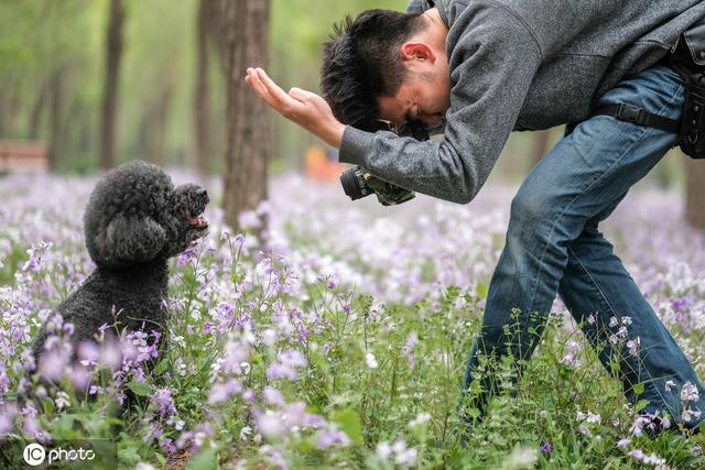 宠物摄影师免费为流浪狗拍写真 抹布狗华丽转身超萌的-第4张图片-90博客网