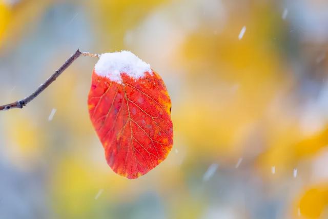 秦皇岛初雪！惊艳四方的美景都在这儿了~-第8张图片-90博客网