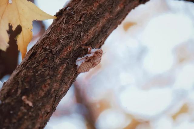 秦皇岛初雪！惊艳四方的美景都在这儿了~-第3张图片-90博客网