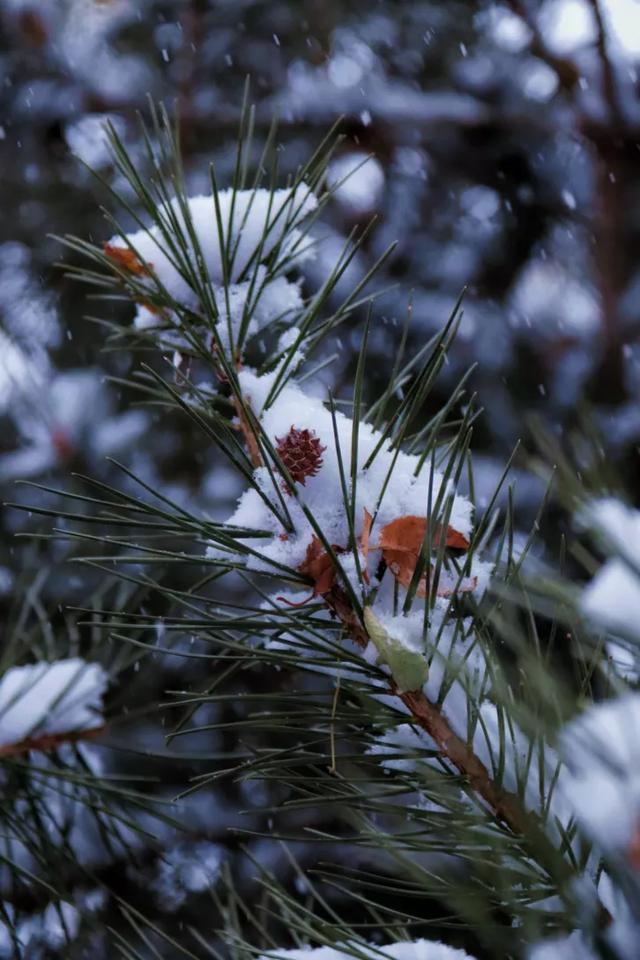 秦皇岛初雪！惊艳四方的美景都在这儿了~-第2张图片-90博客网