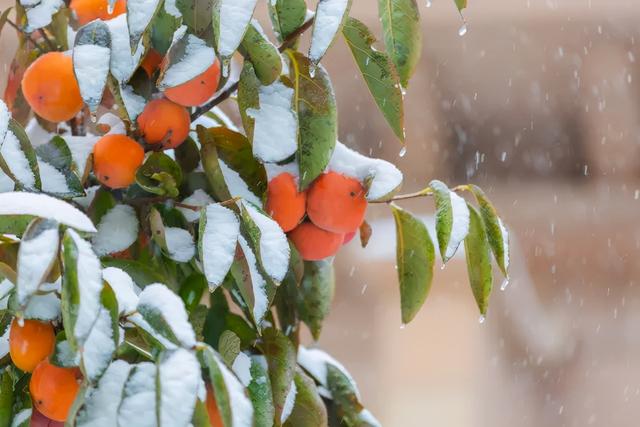 秦皇岛初雪！惊艳四方的美景都在这儿了~-第6张图片-90博客网