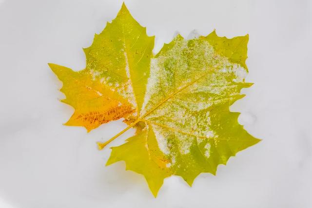 秦皇岛初雪！惊艳四方的美景都在这儿了~-第9张图片-90博客网