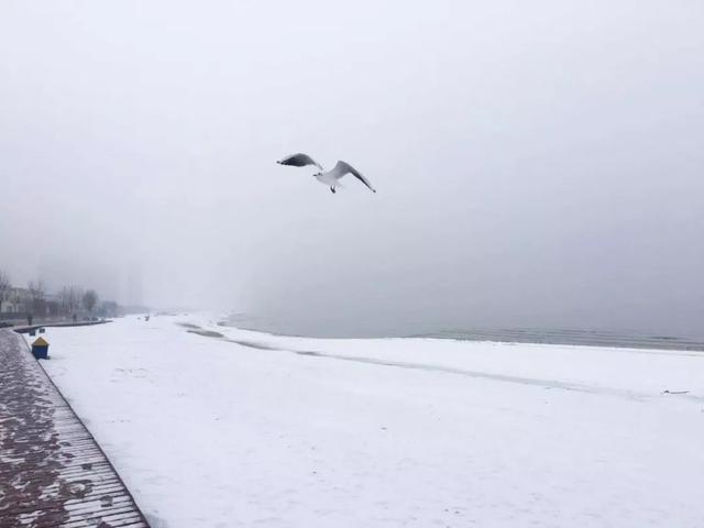 秦皇岛初雪！惊艳四方的美景都在这儿了~-第21张图片-90博客网