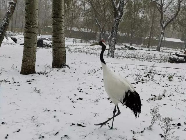 秦皇岛初雪！惊艳四方的美景都在这儿了~-第19张图片-90博客网