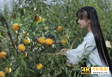 断更三个月后,李子柒告了微念!她能拿回“李子柒品牌”吗?-第5张图片-90博客网 断更三个月后,李子柒告了微念!她能拿回“李子柒品牌”吗?-第5张图片-90博客网