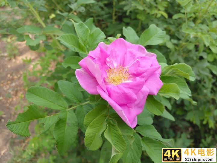 200多的折叠双屏手机？中兴天机M简评-第29张图片-90博客网