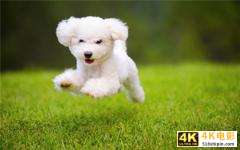 当下的农村，一万元以内可以启动的养殖项目，有哪些可以赚大钱？-第4张图片-90博客网