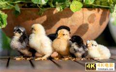 当下的农村，一万元以内可以启动的养殖项目，有哪些可以赚大钱？-第1张图片-90博客网