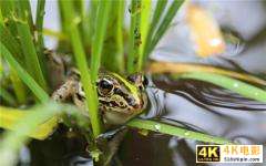 当下的农村，一万元以内可以启动的养殖项目，有哪些可以赚大钱？-第5张图片-90博客网