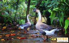 当下的农村，一万元以内可以启动的养殖项目，有哪些可以赚大钱？-第2张图片-90博客网