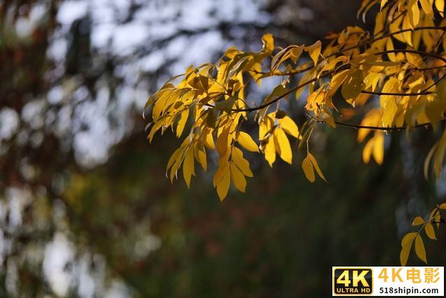 好用不贵的大光圈 松下LUMIXS 85mm F1.8评测-第19张图片-90博客网