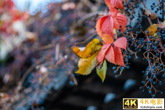 好用不贵的大光圈 松下LUMIXS 85mm F1.8评测-第25张图片-90博客网