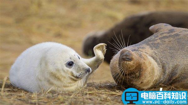 微软公布2014必应的十大美图壁纸桌面 附下载地址-第6张图片-90博客网