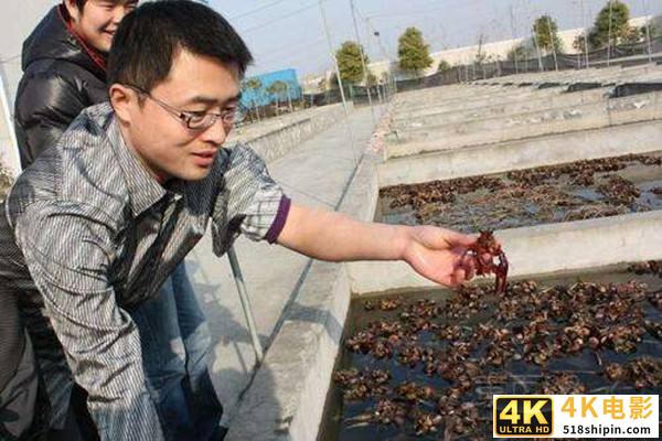 农村养龙虾一亩一般赚多少，龙虾养殖一亩利润多少钱？-第1张图片-90博客网