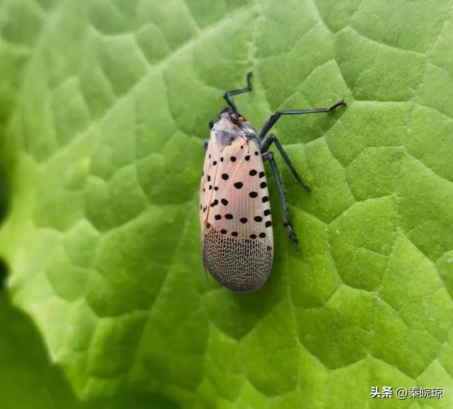 小段子｜趣话求职-第1张图片-90博客网