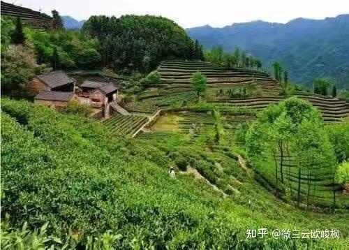线上茶叶市场的痛点以及解决办法-第1张图片-90博客网 线上茶叶市场的痛点以及解决办法-第1张图片-90博客网