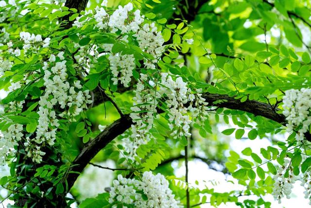 4月必吃的“树上花”！健脾开胃，采摘时间短，现在吃鲜嫩正当季-第1张图片-90博客网