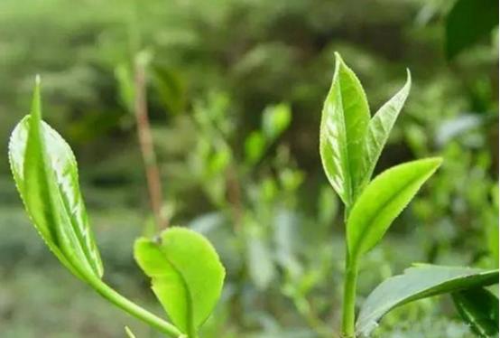 茶叶造假太刁钻，这些假茶商家从不喝！专坑小白，很多人还买来喝-第7张图片-90博客网