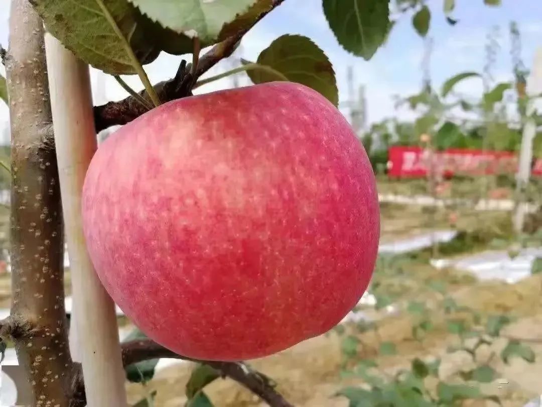 我国鲜果网络营销模式分析及建议-第5张图片-90博客网