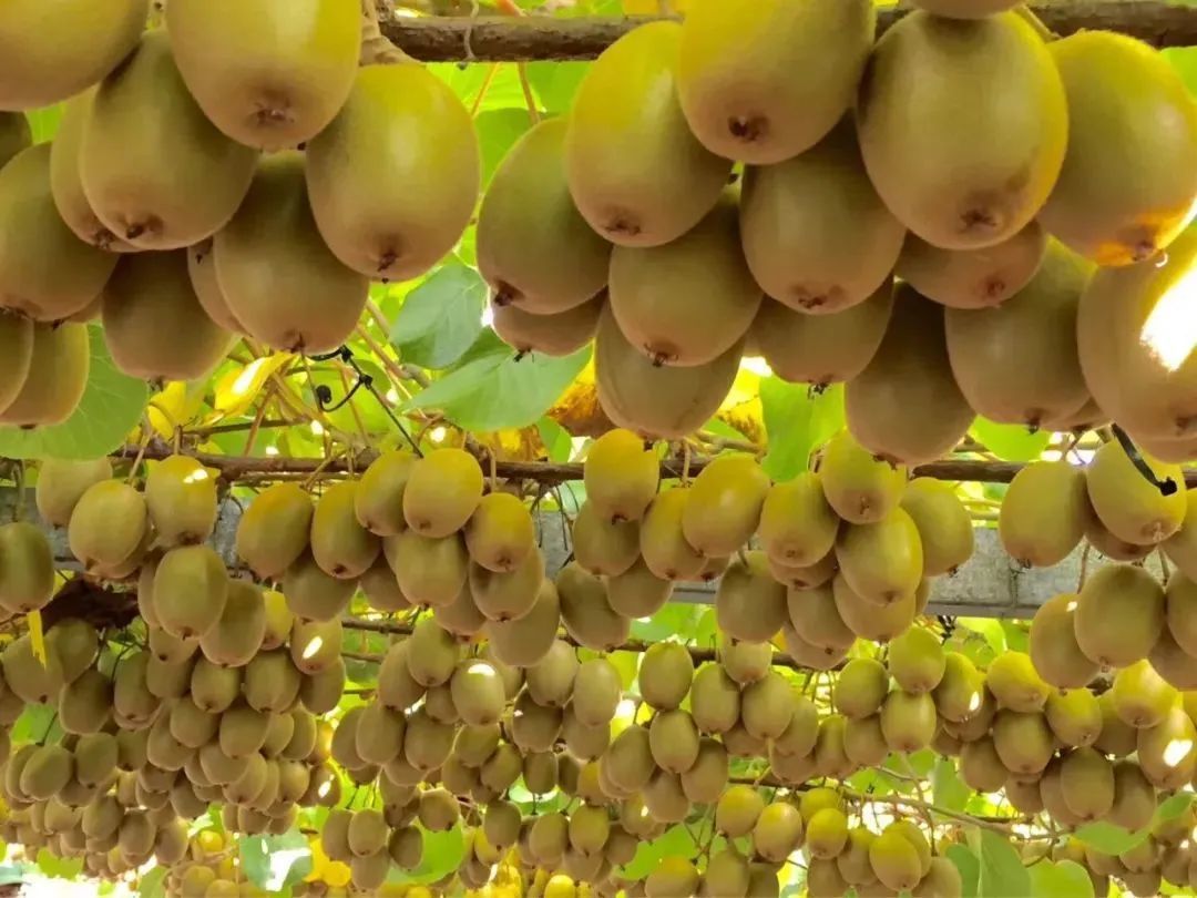 我国鲜果网络营销模式分析及建议-第4张图片-90博客网